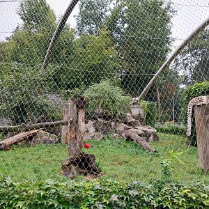 Panthera complex - Snow leopard enclosure