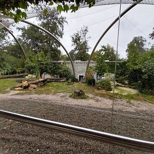 Panthera complex - Asiatic lion (Panthera leo persica)
