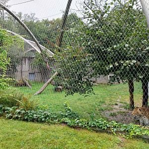 Panthera complex - North China leopard (Panthera pardis japonensis)
