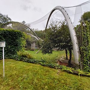 Panthera complex - North China leopard enclosure