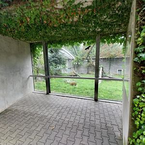 Panthera complex - North China leopard enclosure