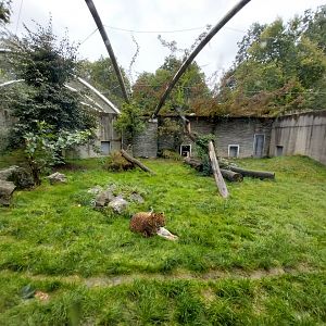 Panthera complex - North China leopard enclosure
