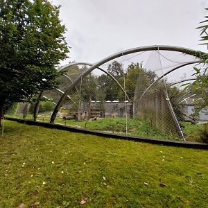 Panthera complex - Siberian tiger enclosure