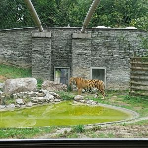 Panthera complex - Siberian tiger enclosure