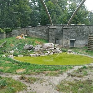 Panthera complex - Siberian tiger enclosure