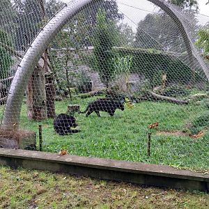 Panthera complex - Jaguar (Panthera onca)