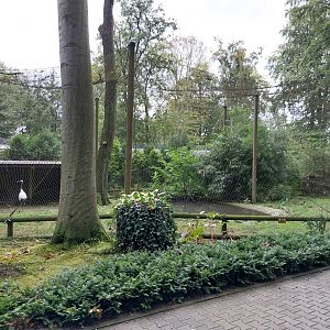 Manchurian crane (Grus japonensis) aviary
