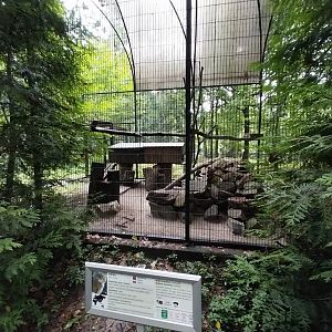 Siberian Pallas' cat enclosure