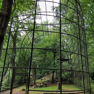 Andean Condor (Vultur gryphus)
