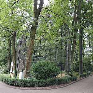 Andean Condor (Vultur gryphus)