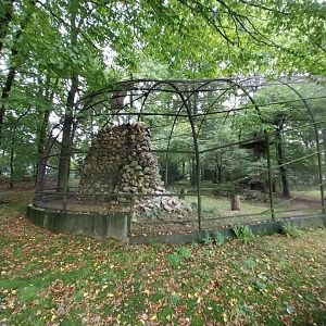 Andean Condor (Vultur gryphus)
