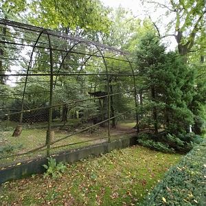 Andean Condor (Vultur gryphus)