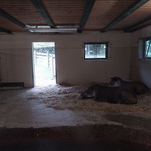 South American Tapir (Tapirus terrestris)