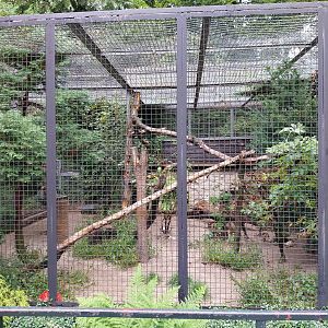 Small carnivores - Ocelot enclosure