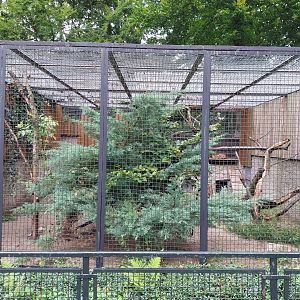 Small carnivores - Serval enclosure