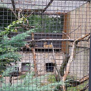 Small carnivores - Serval (Leptailurus serval)