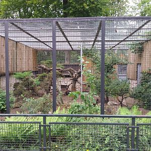 Small carnivores - Eurasian wildcat enclosure