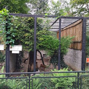 Small carnivores - Jaguarundi enclosure