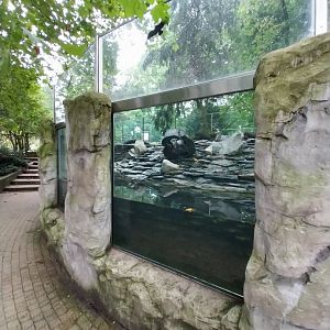 Eurasian otter enclosure