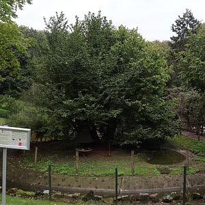 Ring-tailed lemur enclosure