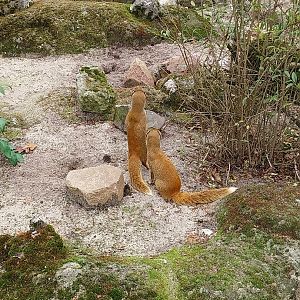 Yellow Mongoose (Cynictis penicillata)