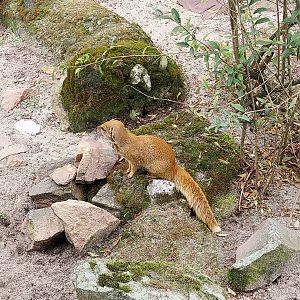 Yellow Mongoose (Cynictis penicillata)