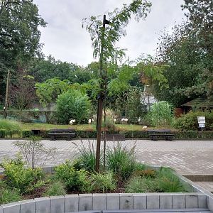 Greater Flamingo (Phoenicopterus roseus)