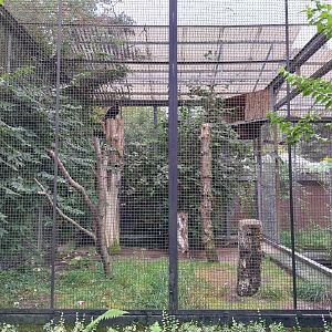 Steppe eagle (Aquila nipalensis) aviary