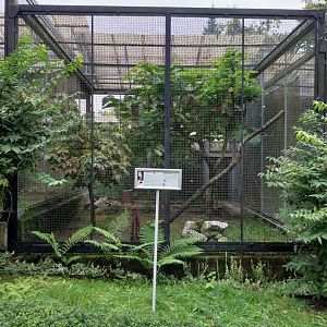 Western Barn Owl (Tyto alba) aviary