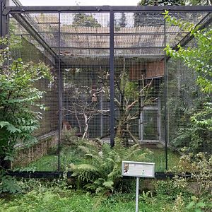 Tawny Owl (Strix aluco) aviary
