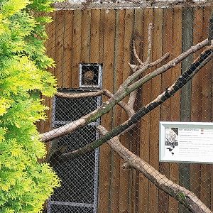 Geoffroy's Cat (Leopardus geoffroyi)