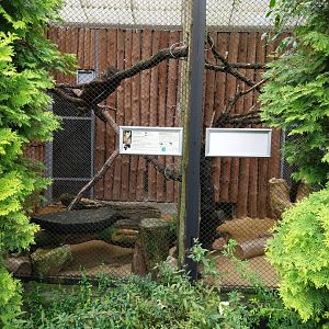 Arabian Sand Cat enclosures