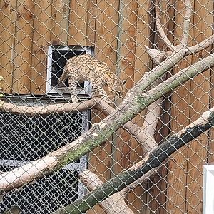 Geoffroy's Cat (Leopardus geoffroyi)