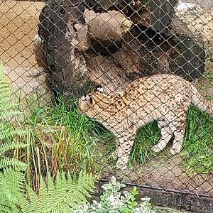Geoffroy's Cat (Leopardus geoffroyi)