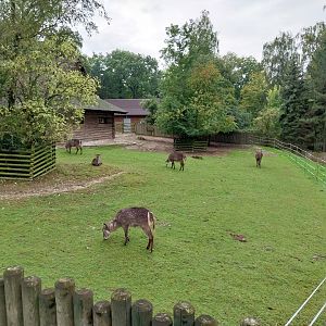 Common Waterbuck (Kobus ellipsiprymnus ellipsiprymnus)