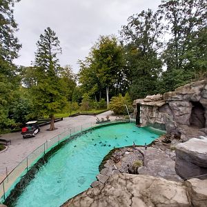 Humboldt penguin enclosure