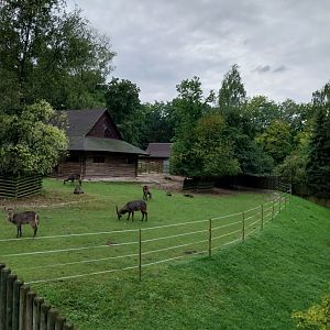 Common Waterbuck (Kobus ellipsiprymnus ellipsiprymnus)