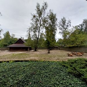 Common Eland (Tragelaphus oryx) enclosure