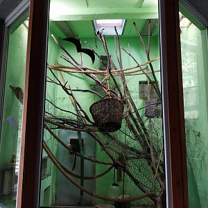 Old Monkey House - Cotton-top Tamarin enclosure