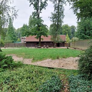 Emu (Dromaius novaehollandiae)