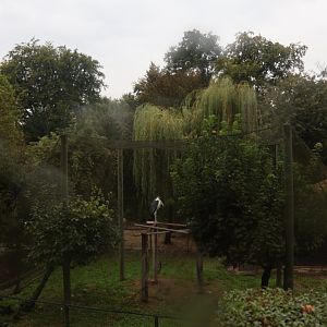 Marabu (Leptoptilos crumenifer) aviary