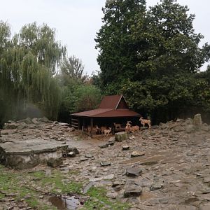 Barbary Sheep (Ammotragus lervia) enclosure