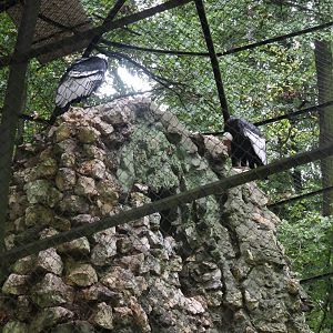Andean Condor (Vultur gryphus)