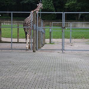 Rothschild's giraffe (Giraffa camelopardalis rothschildi)
