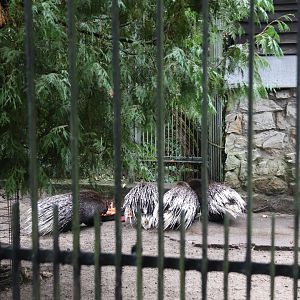 Indian Crested Porcupine (Hystrix indica)