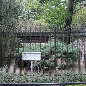 Arctic Fox enclosure