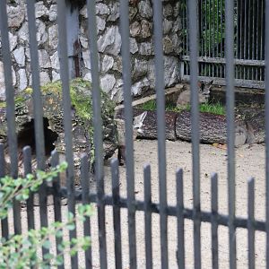 Bat-eared Fox (Otocyon megalotis megalotis)