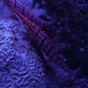 Longnose Hawkfish