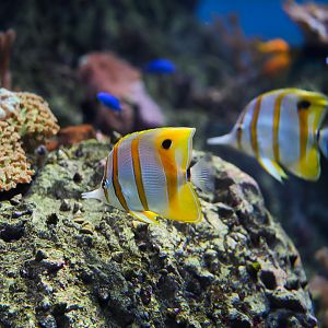 Copperband Butterflyfish Pair