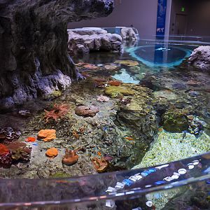 'Coral Canyon' Shallow End (Archipelago)